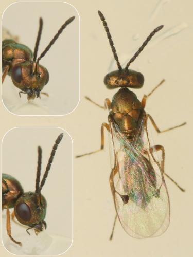 Réf. 220 581 : Miscogaster sp.